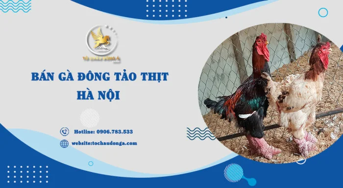 Bán Gà Đông Tảo Thịt tại Hà Nội - Tô Châu Đông Á Group